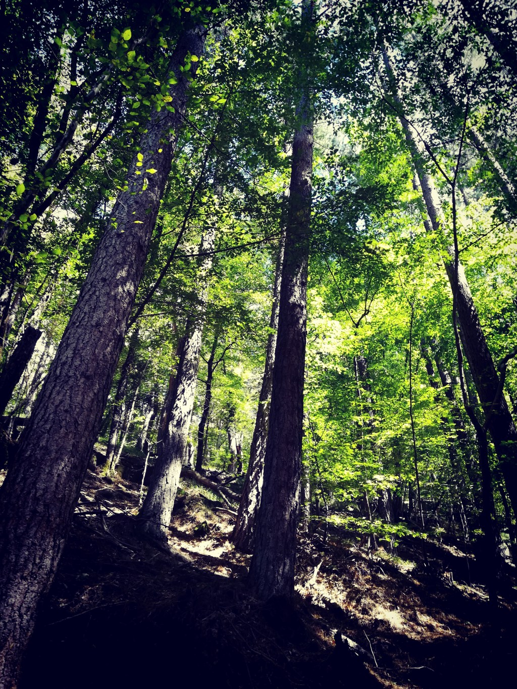 Come la notte un&nbsp;sogno