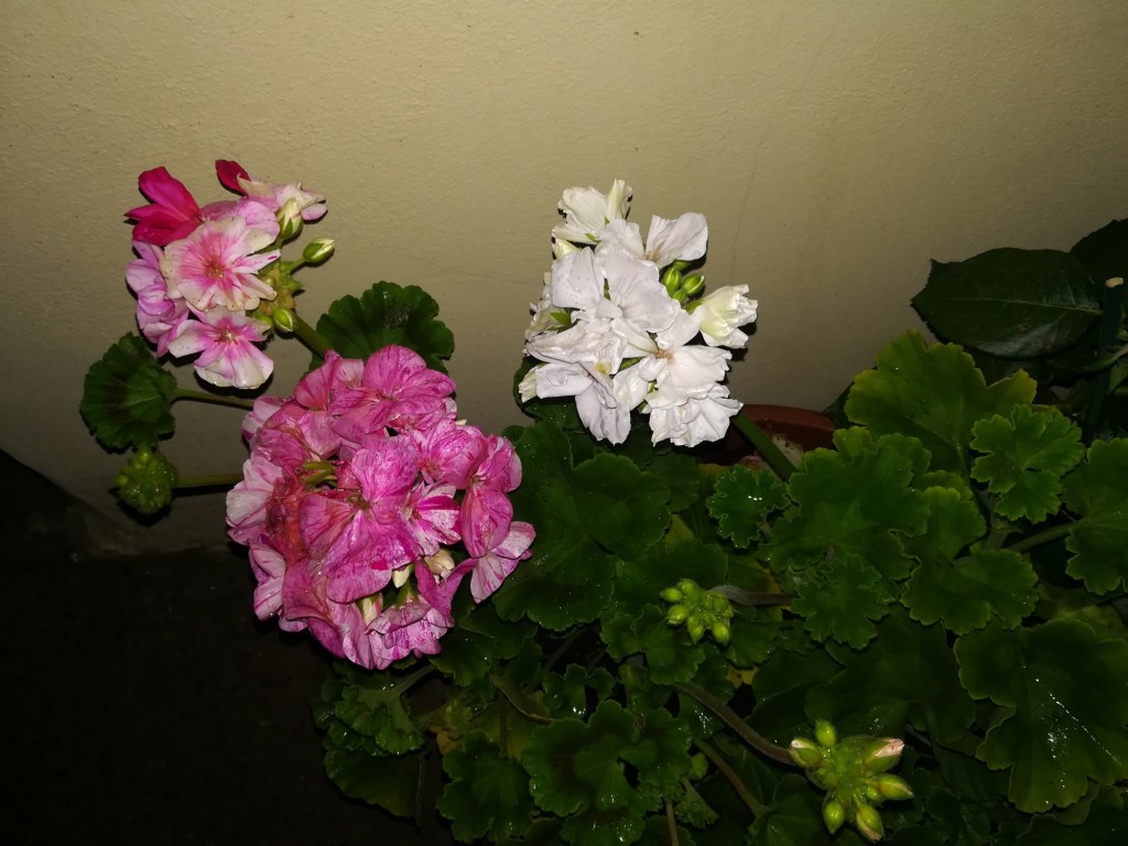 La storia di chi&nbsp;ama